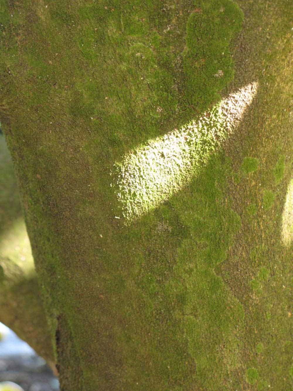              Bark (Winter Haven, FL)       